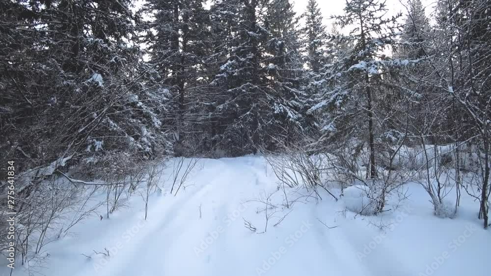 Winter forest - tall trees, white snow. Traces of the animal in the snow. Vertical camera movement. Winter forest - tall trees, white snow. Traces of the animal in the snow. Vertical camera movement.