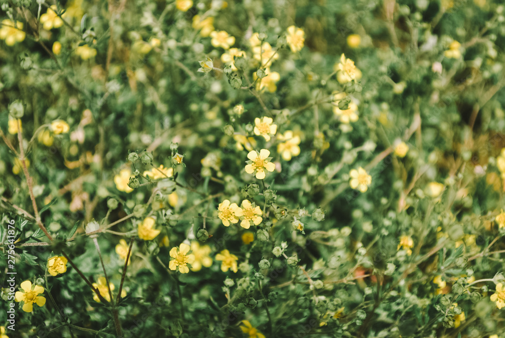 field of yellow wild flowers