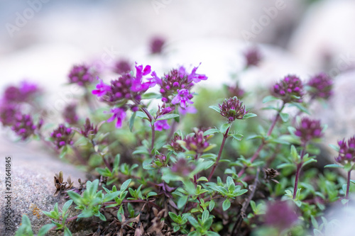 flowers in garden