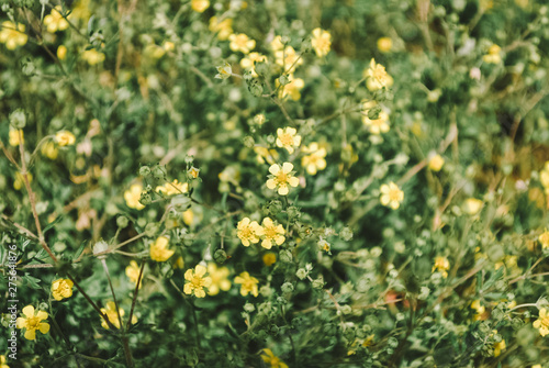 field of yellow wild flowers © lana_art