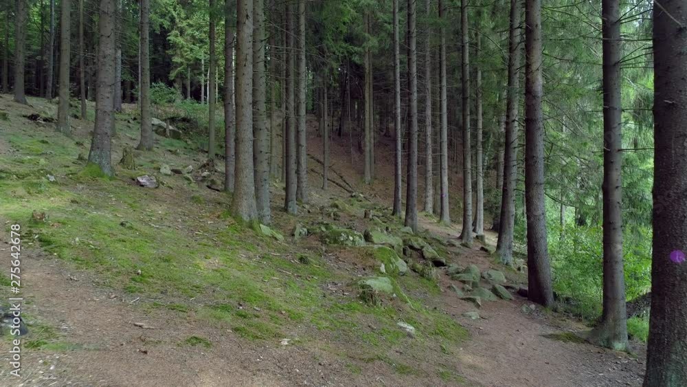 Drone shot flying between fir trees in forest in Sweden. Aerial POV in North European woods, mossy rocks and trails. Nature background in 4K resolution Drone shot flying between fir trees in forest in Sweden. Aerial POV in North European woods, mossy rocks and trails. Nature background in 4K resolution