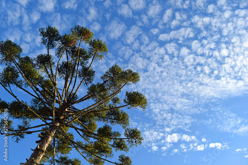 Bottom View of Beautiful Araucaria (Parana Pine Tree) and Blue Sky (Curitiba, Parana, Brazil) (South Brazil) photo