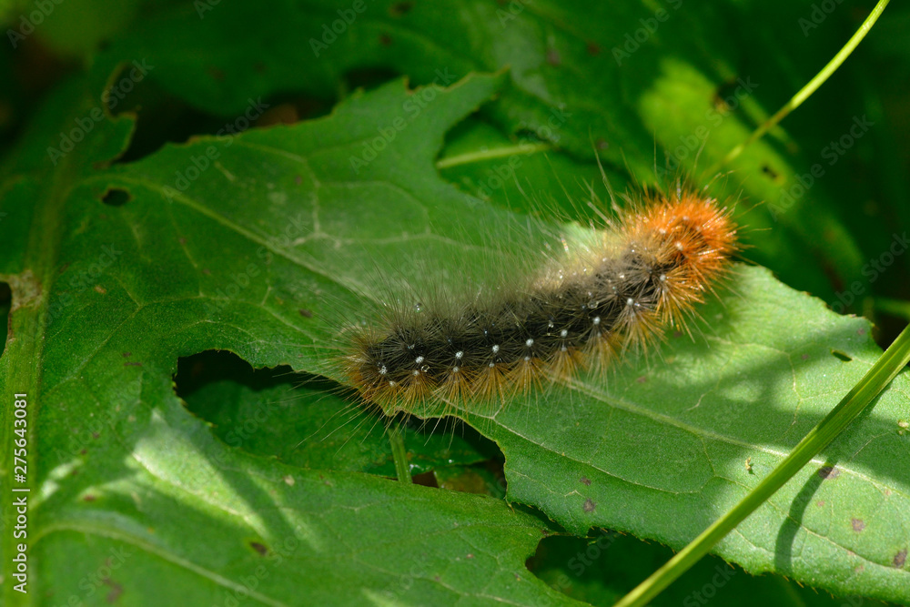 Raupe vom Braunen Bär (Schmetterling) Raupe vom Braunen Bär (Schmetterling)