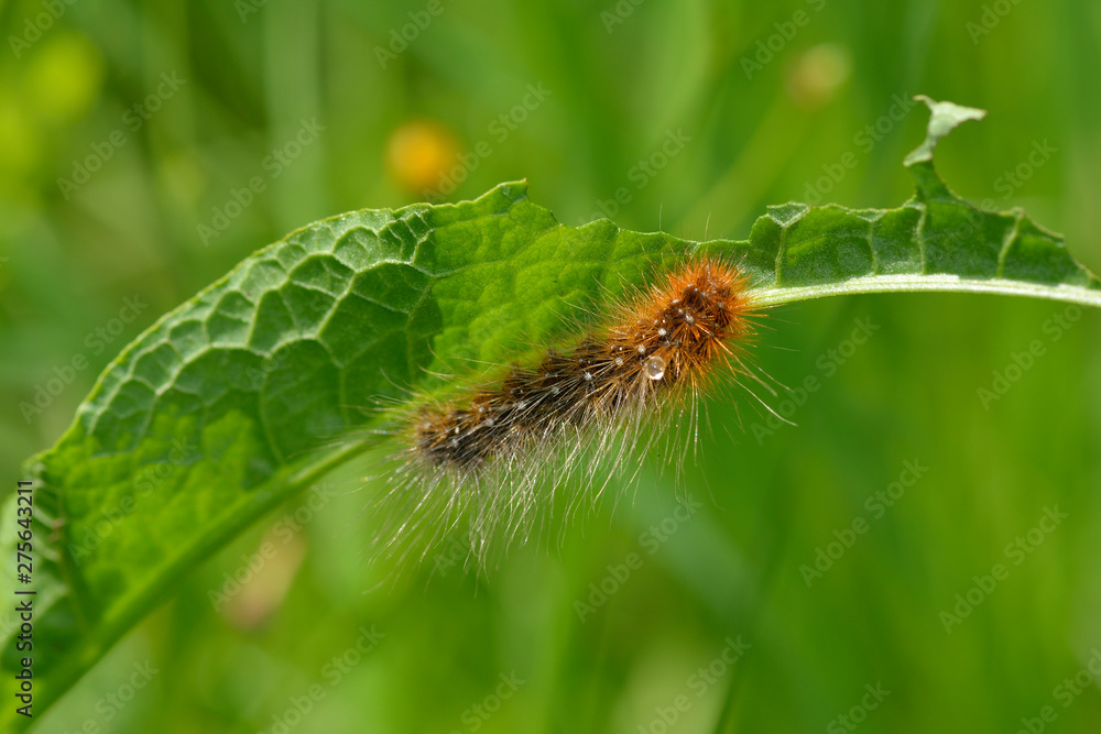 Raupe vom Braunen Bär (Schmetterling) Raupe vom Braunen Bär (Schmetterling)