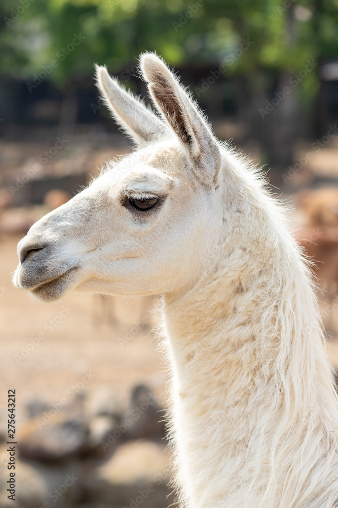 Obraz premium ラマ