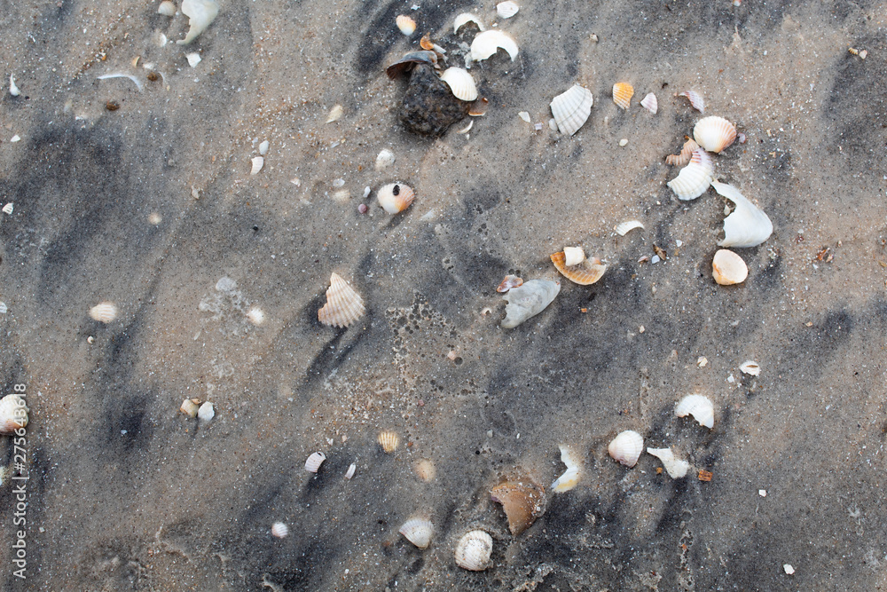 Gray wet sand with shells of various colors and sizes. Background. There is a place for text. Copy space. Gray wet sand with shells of various colors and sizes. Background. There is a place for text. Copy space.