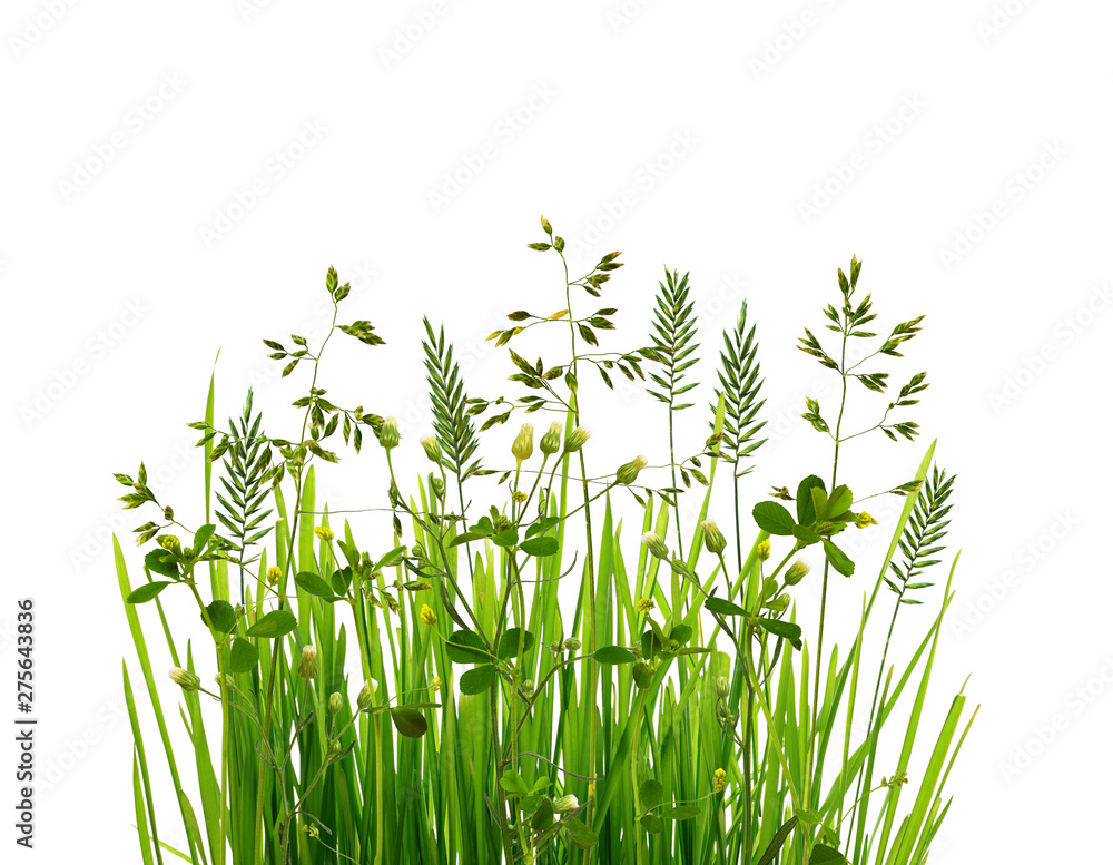 Wild green grass isolated on white background - obrazy, fototapety, plakaty 