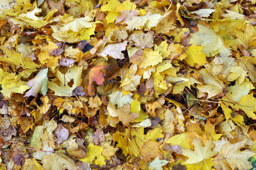 Multicolored maple leaves lie on the grass. Multicolored maple leaves lie on the grass.