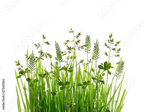 Wild green grass isolated o...