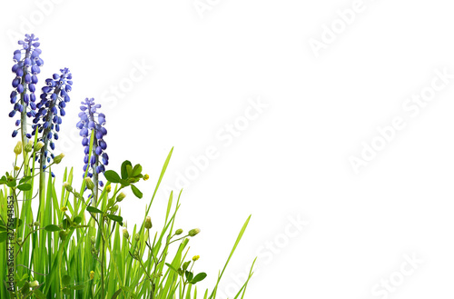 Wild green grass and blue m...