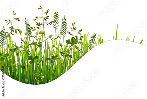 Wild green grass and waved ...