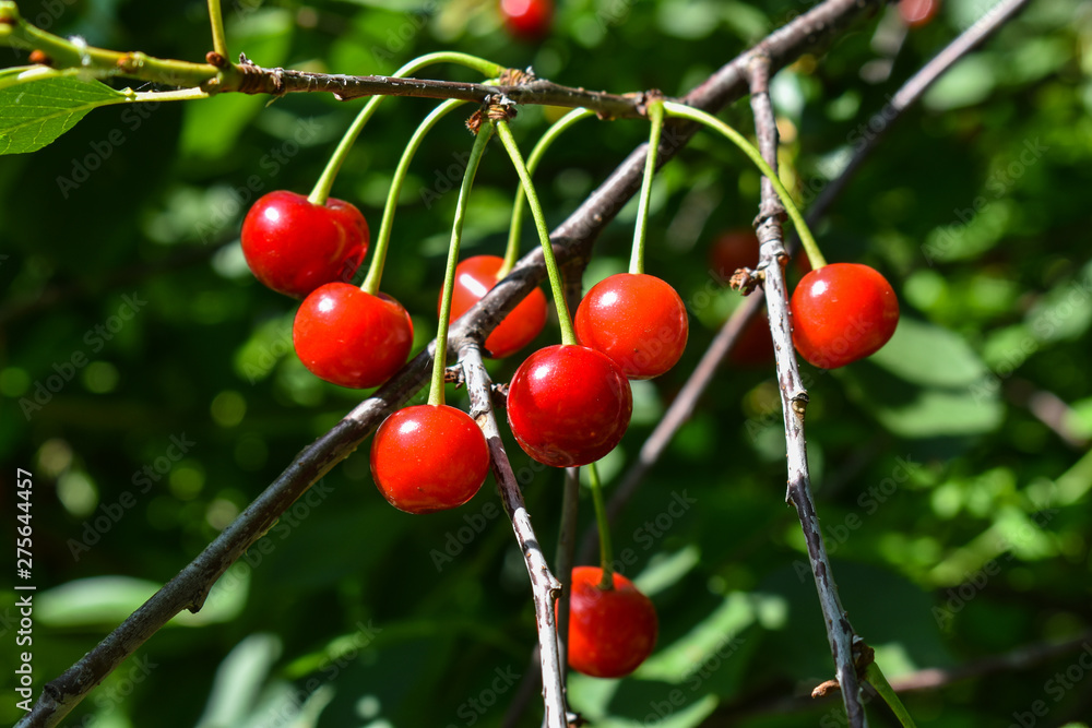 Fototapeta premium Ripe red cherries on a tree branch close-up. Ripe red cherries on the tree branch close-up. Cherry tree.