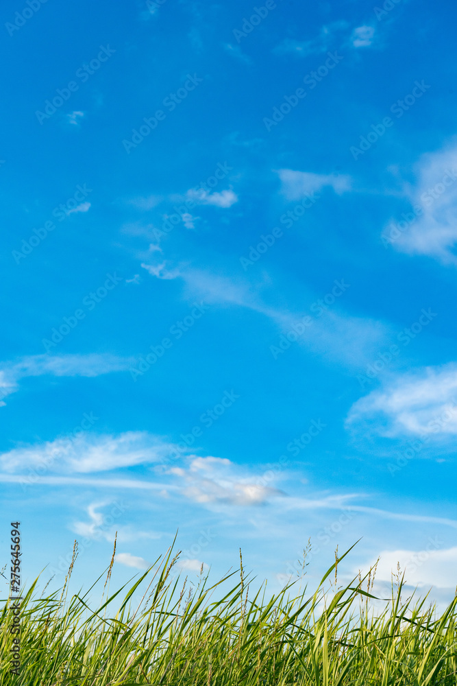 Natural wild green grass and blue sky with clouds Natural wild green grass and blue sky with clouds