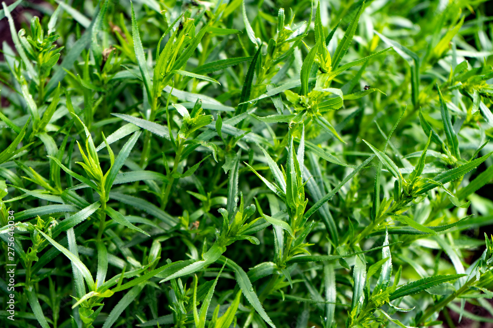 Green leaves of tropical plants. Gorgeous juicy greens. Green life Green leaves of tropical plants. Gorgeous juicy greens. Green life