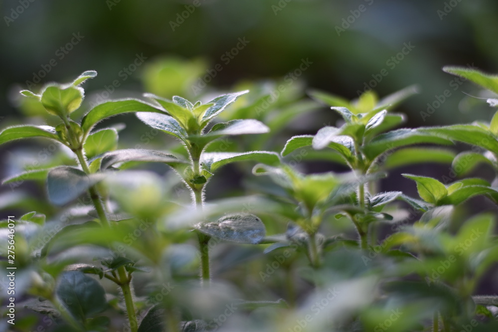 Oregano (Origanum vulgare) Oregano (Origanum vulgare)