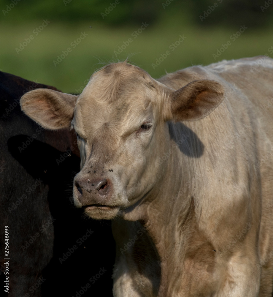 portrait of cow in field