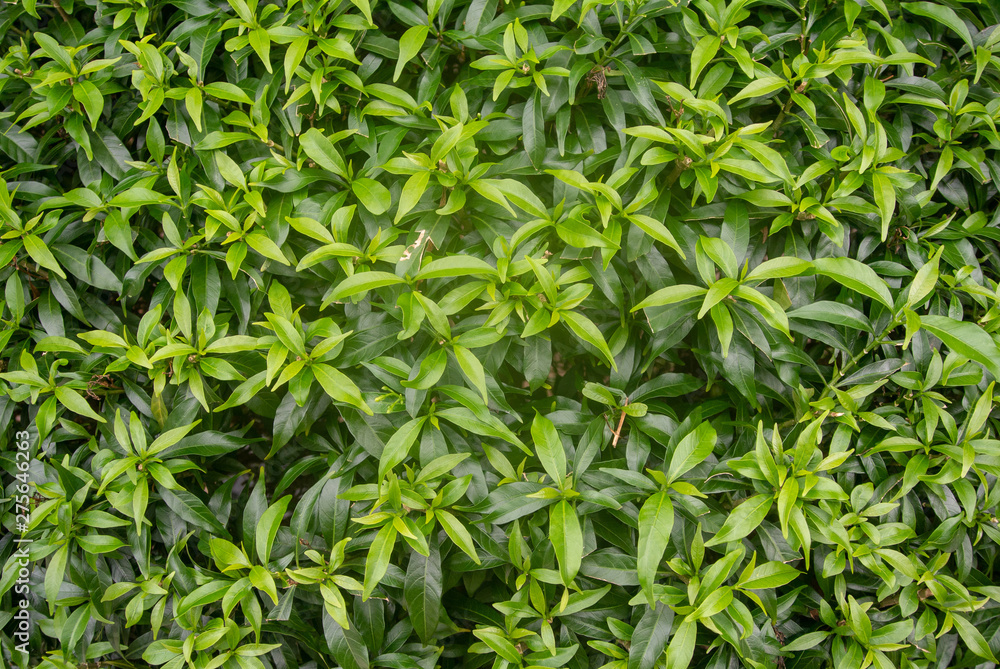 background of green leaves background of green leaves