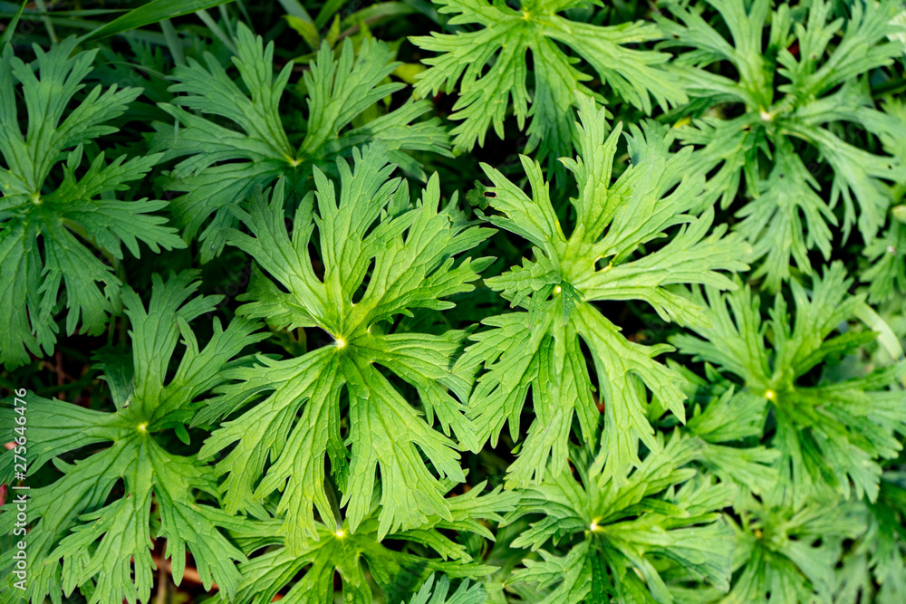 Green leaves of tropical plants. Gorgeous juicy greens. Green life Green leaves of tropical plants. Gorgeous juicy greens. Green life