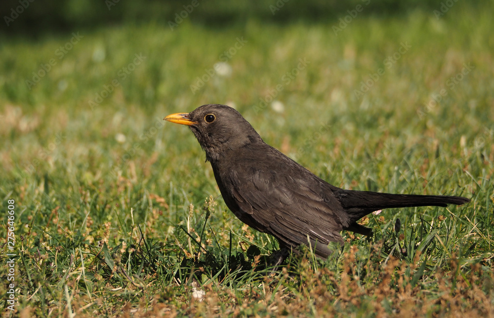 Turdus merula cabrerae Turdus merula cabrerae