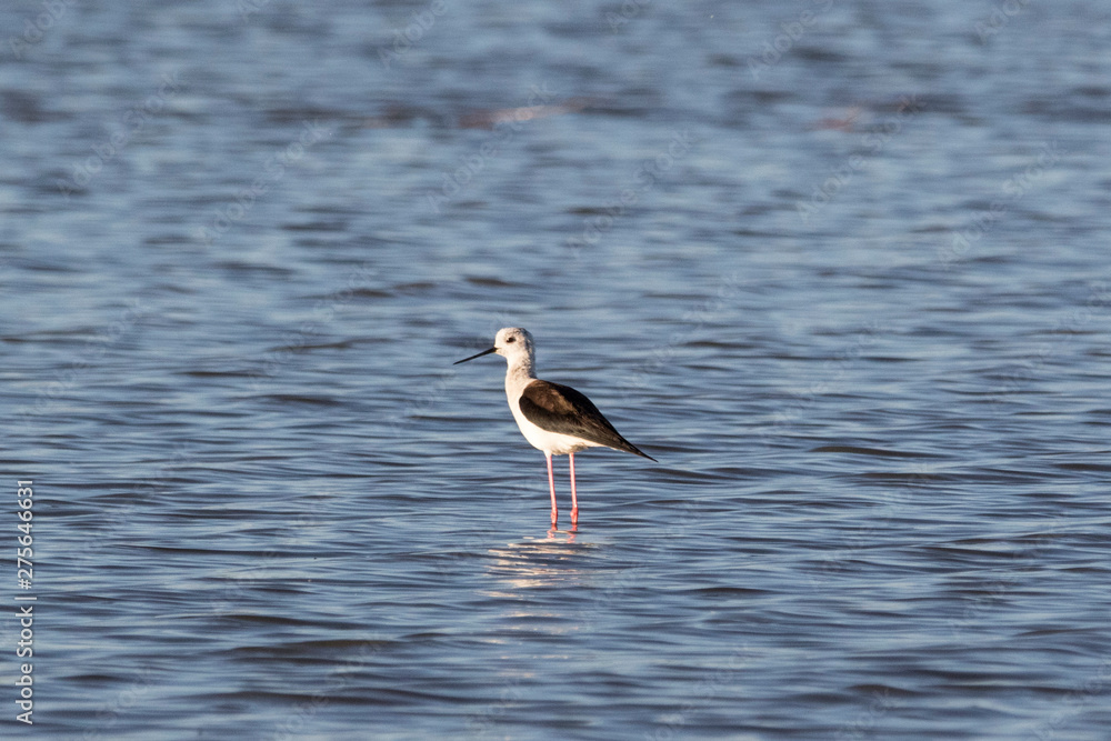 A black-winged stilt standing in water near the shore A black-winged stilt standing in water near the shore