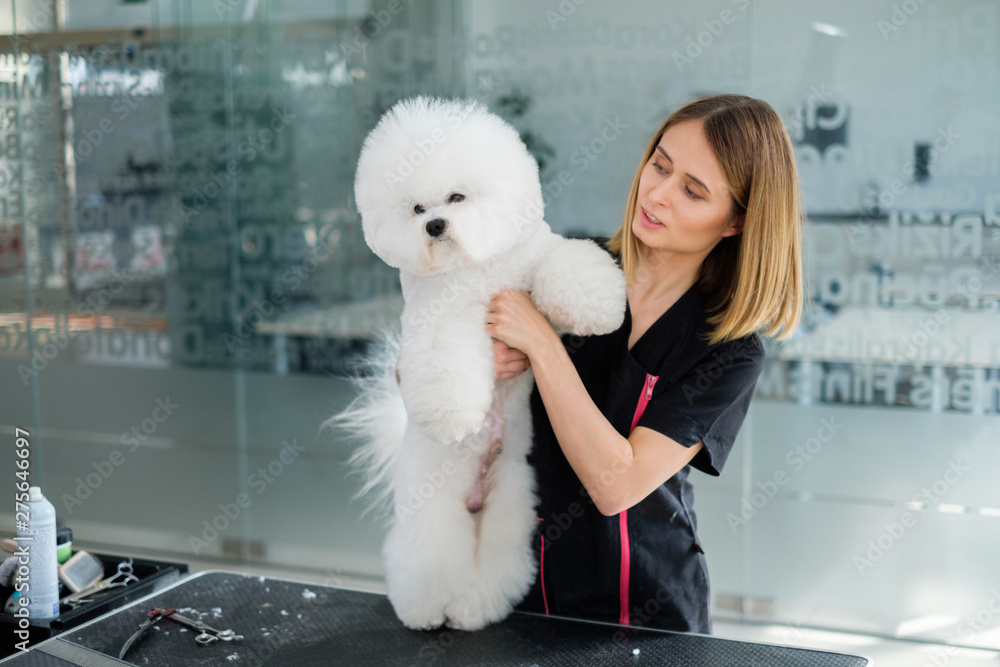 Bichon Fries at a dog grooming salon Bichon Fries at a dog grooming salon