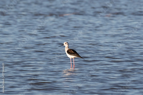 A black-winged stilt standing in water near the shore