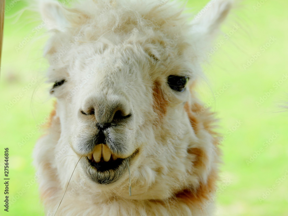 Funny Lama Portrait