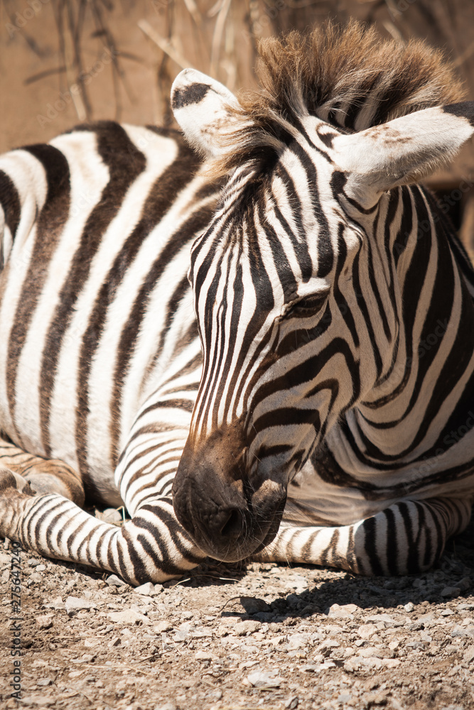 Beautiful zebra (Equus quagga) lying on the ground with the last rays of the sun at sunset in summer Beautiful zebra (Equus quagga) lying on the ground with the last rays of the sun at sunset in summer