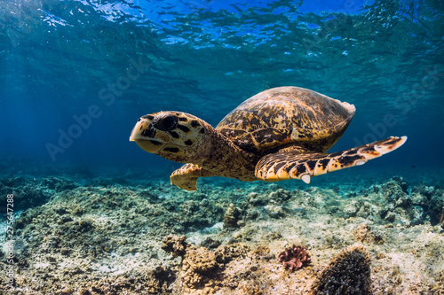 Turtle swim over coral bottom in underwater ocean. Sea life with turtle