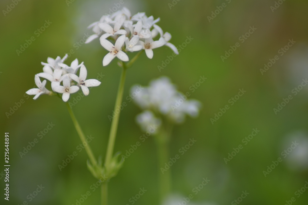 Waldmeisterblüten (Galium odoratum) Waldmeisterblüten (Galium odoratum)