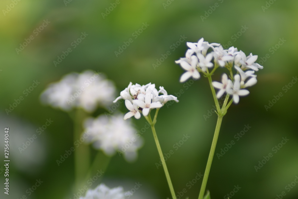 Waldmeisterblüten (Galium odoratum) Waldmeisterblüten (Galium odoratum)