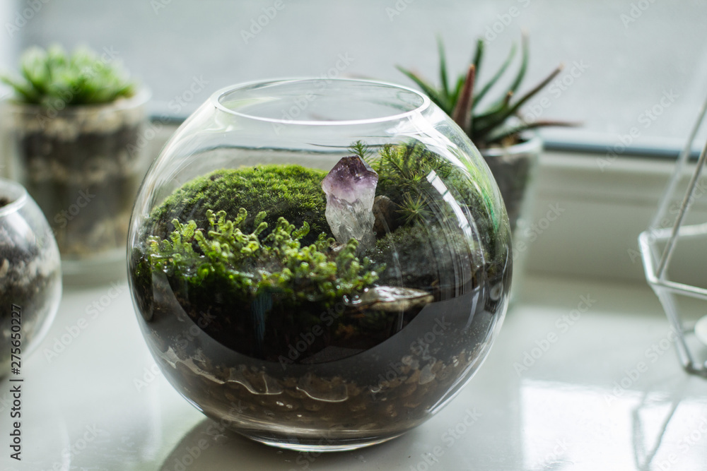 Florarium with moss and succulents indoors on white table Florarium with moss and succulents indoors on white table