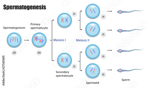 The different stages of Spermatogenesis diagram, During gametogenesis photo