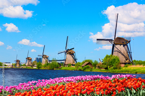 Colorful spring landscape in Netherlands, Europe. Famous windmills in Kinderdijk village with a tulips flowers flowerbed in Holland. Famous tourist attraction in Holland photo