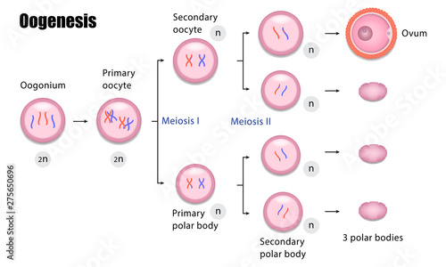 The different stages of Oogenesis diagram photo