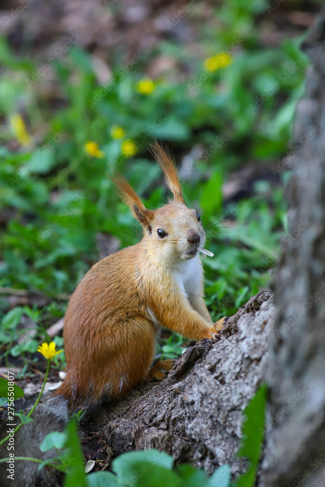 An Eurasian red squirrel (Sciurus vulgaris) in seasonal shedding from gray winter coat to red summer coat with the scale of sunflower seed in its mouth An Eurasian red squirrel (Sciurus vulgaris) in seasonal shedding from gray winter coat to red summer coat with the scale of sunflower seed in its mouth