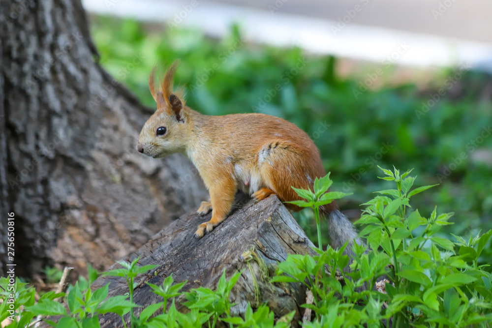 An Eurasian red squirrel (Sciurus vulgaris) in seasonal shedding from gray winter coat to red summer coat on the tree stump An Eurasian red squirrel (Sciurus vulgaris) in seasonal shedding from gray winter coat to red summer coat on the tree stump