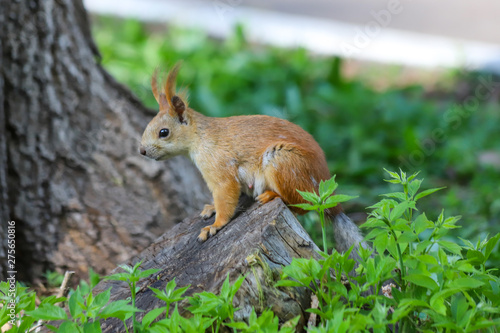 An Eurasian red squirrel (Sciurus vulgaris) in seasonal shedding from gray winter coat to red summer coat on the tree stump