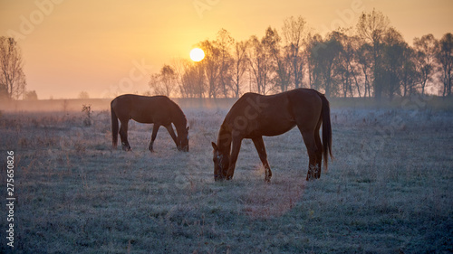 two horses graze in a meadow at sunrise