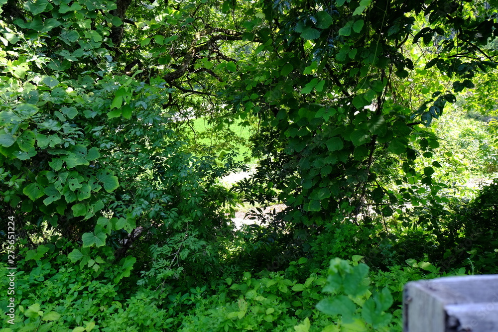 Fototapeta premium 田舎の夏