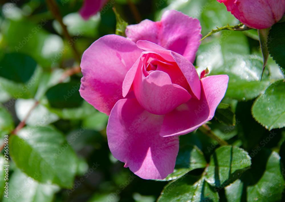 colorful rose in garden