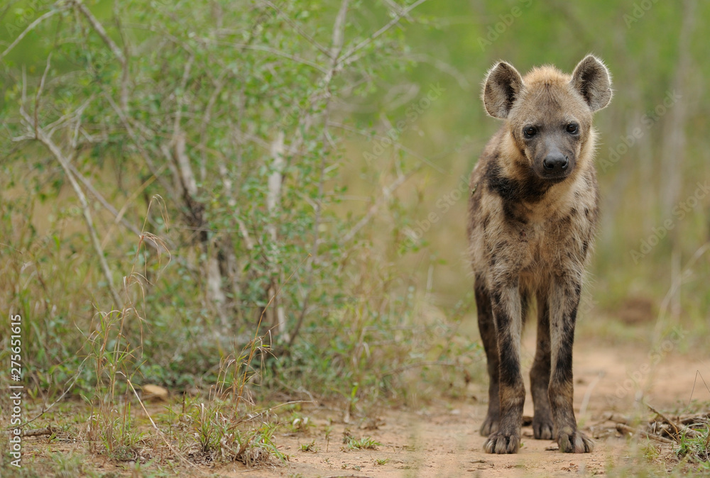 Hyaena look towards camera Hyaena look towards camera
