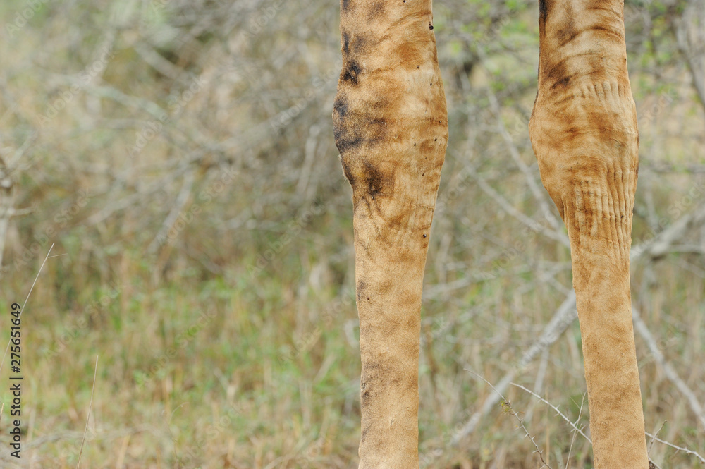 Legs of a Giraffe Legs of a Giraffe