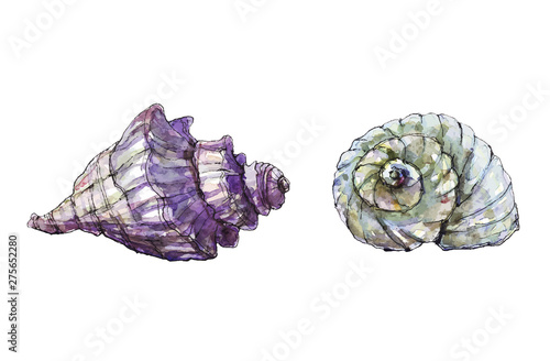 Sea shells colorful illustration in watercolor and vector