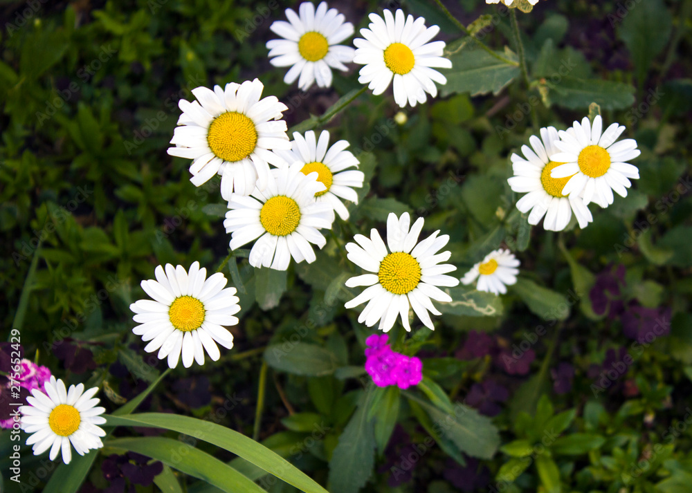 Fototapeta premium white little daisies in the grass