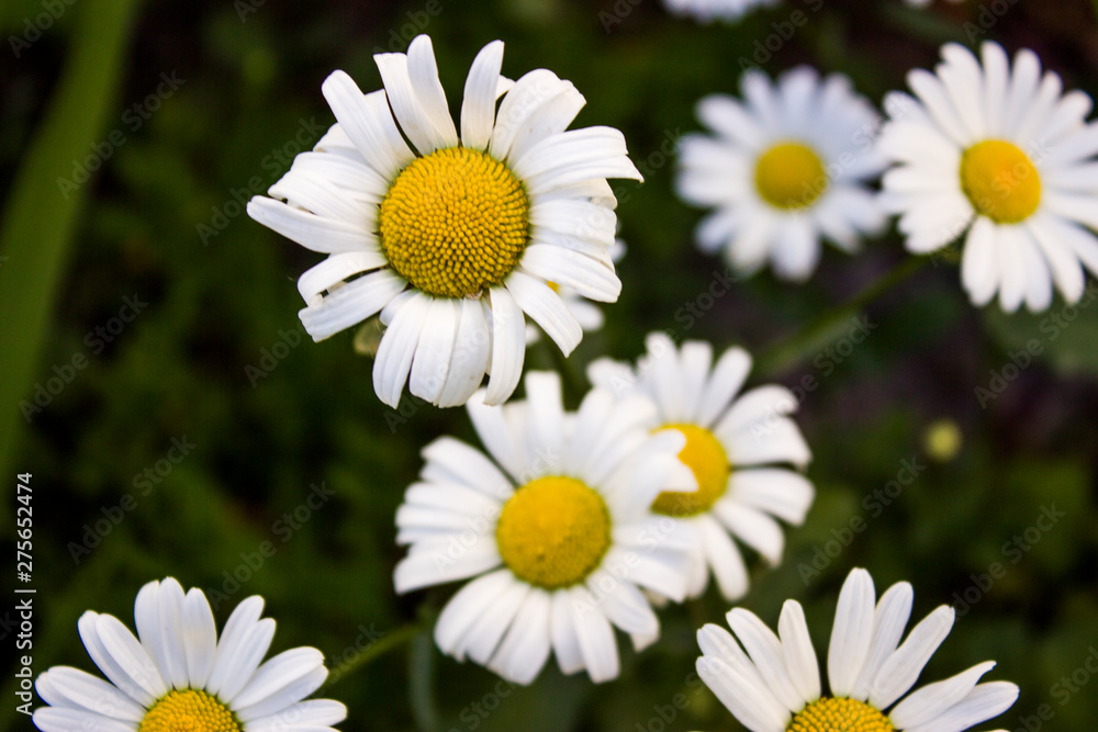 white little daisies in the grass white little daisies in the grass