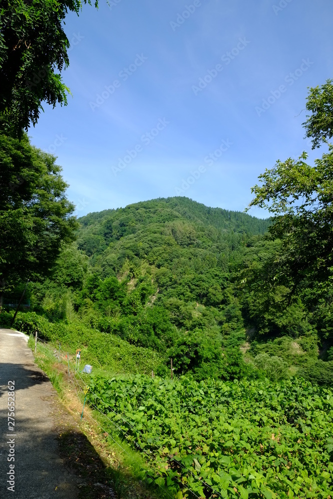 田舎の夏