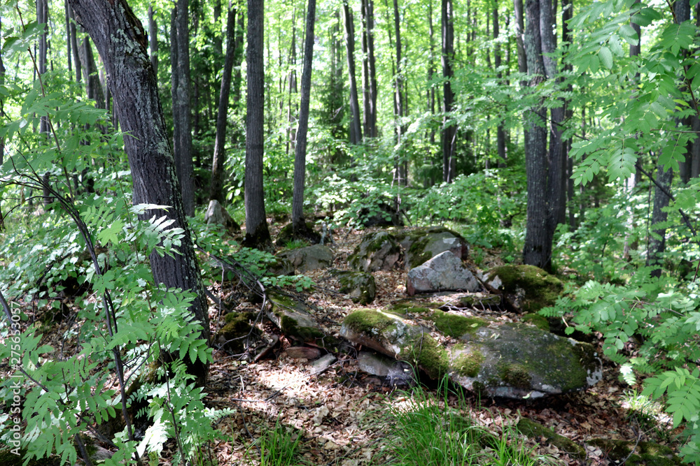 Stones forest lake trees bushes Stones forest lake trees bushes