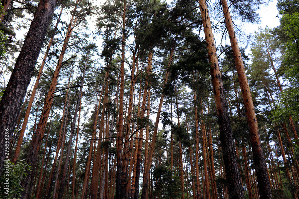 pine forest in the Urals pine forest in the Urals