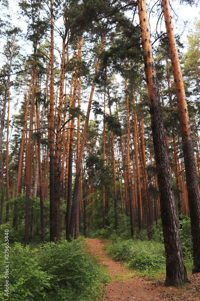 Obraz premium pine forest in the Urals